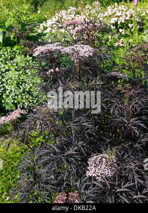 Black Lace Holunder, Sambucus Nigra "Black Lace", Adoxaceae. Stockfoto