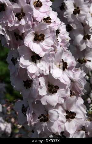 Delphinium "Jenny Agutter" Butterblume. Aka. Rittersporn. Alle Teile dieser Pflanzen sind giftig für den Menschen berücksichtigt. Stockfoto