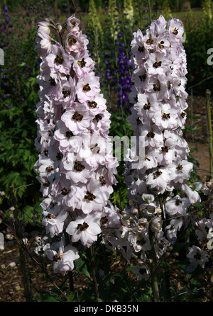 Delphinium "Jenny Agutter" Butterblume. Aka. Rittersporn. Alle Teile dieser Pflanzen gelten als giftig für den Menschen. Stockfoto