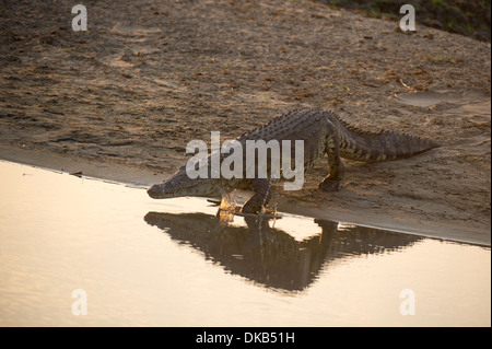 Nil-Krokodil zu Fuß ins Wasser, Crocodylus Niloticus, Katavi-Nationalpark, Tansania Stockfoto