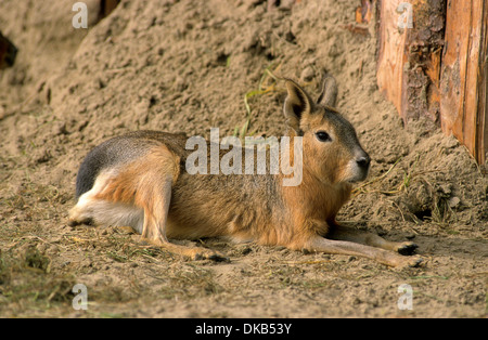 Mara Oder Großer Pampashase (Dolichotis Patagonum) Tierpark Rheine Stockfoto