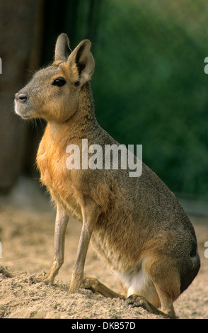 Mara Oder Großer Pampashase (Dolichotis Patagonum) Tierpark Rheine Stockfoto