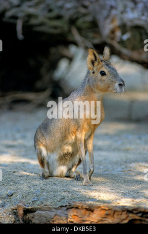 Mara Oder Großer Pampashase (Dolichotis Patagonum) Tierpark Rheine Stockfoto