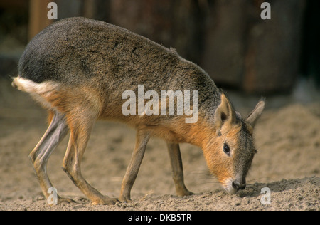 Mara Oder Großer Pampashase (Dolichotis Patagonum) Tierpark Rheine Stockfoto