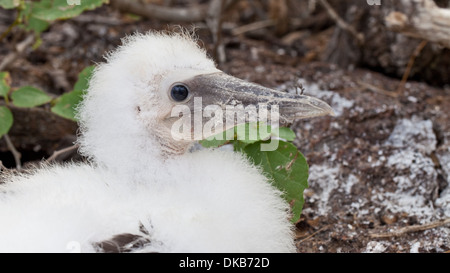 Nazca-Tölpel Sula Granti juvenile Stockfoto