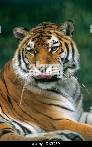 Bengal-Tiger (Panthera Tigris Tigris), Bengaltiger, Koenigstiger, Bengal-Tiger, Indischer Tiger, Dame "Rani" Stockfoto