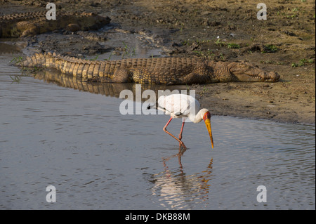 Gelb-billed Stork (Mycteria Ibis) waten um Fischen neben einer Nil-Krokodil, Katavi-Nationalpark, Tansania Stockfoto