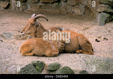 Mähnenspringer (Ammotragus Lervia), Maehnenspringer (Ammotragus Lervia), Maehnenschaf, Berberschaf, Aoudad, Tierpark Rheine Stockfoto