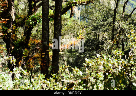 Tiger's Nest, 10180 Meter hoch, zwei Stunden Wanderung, Holz, Bäume, Nebel, Cliffhanger, buddhistische Pilgerfahrt, sehr heiligen heiligen Ort, Paro, Bhutan Stockfoto