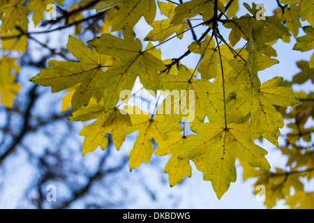 Farewell - diese Sammlung von Blättern wie ein Taschentuch tanzen im Wind wehenden entfernt die Sommertage Ankündigung Wintertage Stockfoto