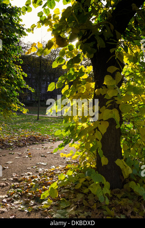 London, UK, 30.11.2013: Winter Sonne in Bloomsbury. . Bild von Julie Edwards Stockfoto