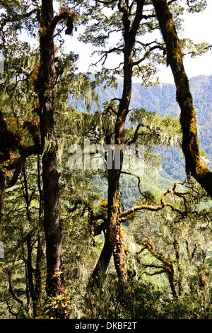 Tiger's Nest, 10180 Meter hoch, zwei Stunden Wanderung, Holz, Bäume, Nebel, Cliffhanger, buddhistische Pilgerfahrt, sehr heiligen heiligen Ort, Paro, Bhutan Stockfoto
