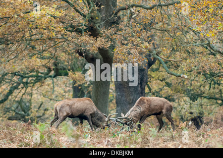 Richmond Park, Surrey, UK - Rotwild Hirsche Sperre Geweihe während der Brunft, die Zeit des Jahres als Männchen um Weibchen konkurrieren. Stockfoto