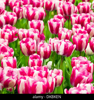 Naturquelle Blumen Hintergrund rosa-weiße gestreifte Tulpen - Quadrat Stockfoto