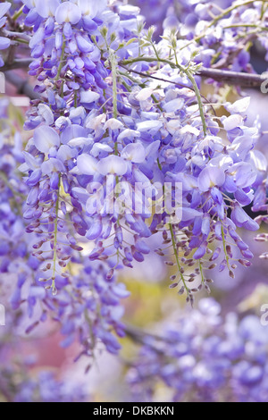 Wisteria Sinensis Blumen blühen im Frühling Stockfoto