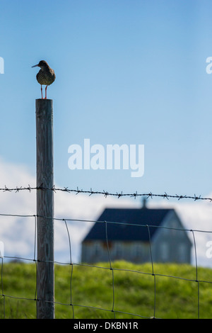 Rotschenkel (Tringa Totanus), Insel Flatey, Breidafjördur, Island Stockfoto