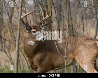 Eine Reife wilde Whitetail Buck Mitte November während der Brunft Stockfoto