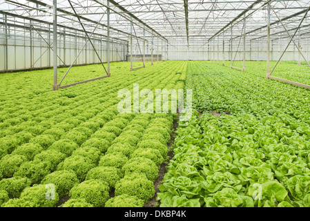 Monokultur von Salat Pflanzen im Gewächshaus im Sommer - horizontal Stockfoto