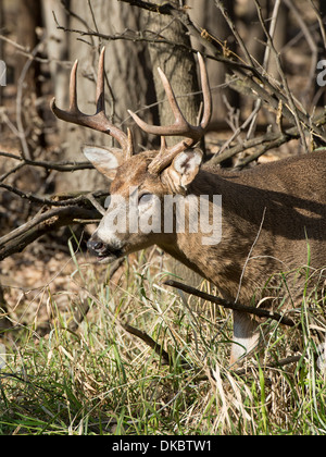 Eine Reife wilde Whitetail Buck Mitte November während der Brunft Stockfoto