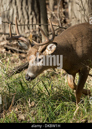 Eine Reife wilde Whitetail Buck Mitte November während der Brunft Stockfoto