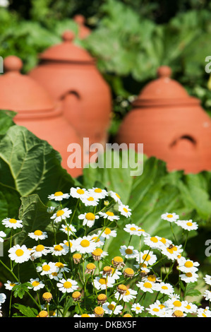 Rhabarber (Rheum Rhabarbarum) wächst in einem Terrakotta-Ton-Topf im Vordergrund Kamille (Matricaria Chamomilla) Stockfoto