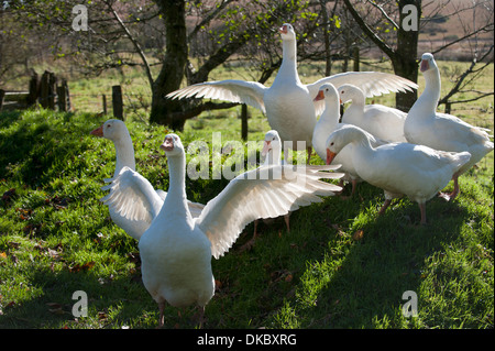 Hausgaense (Anser Anser Domestica) Devon, England Europa | Heimischen Gänse (Anser Anser Domestica) Devon England Europa Stockfoto