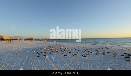 Möwen und dem Strand von Siesta Key, Florida. Stockfoto