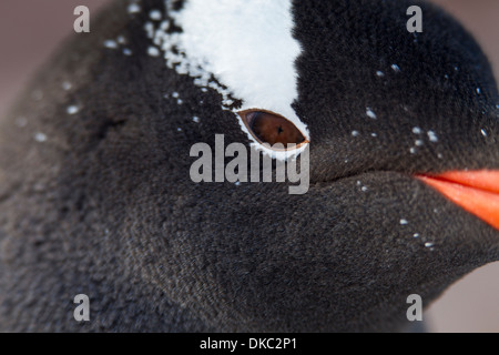 Antarktis, Cuverville Island, Nahaufnahme von Gentoo Penguin (Pygoscelis Papua) in der Zucht rookery Stockfoto