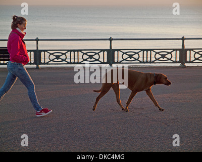 Hund zu Fuß entlang der Strandpromenade in Hove, Brighton Stockfoto