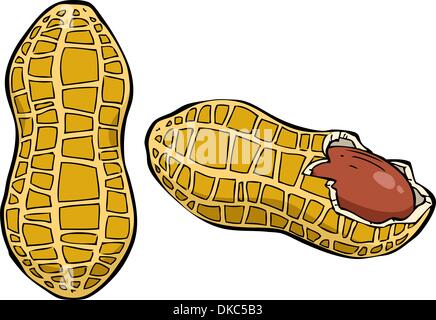 Erdnüsse auf einem weißen Hintergrund Vektor-illustration Stock Vektor