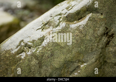 Einem nassen Stein, mit der fleckige Musterung von Flechten bedeckt. Stockfoto