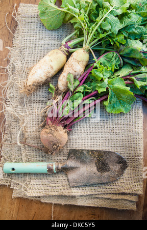 Frisch gegraben Wurzelgemüse auf hessischen liegend mit Kelle Stockfoto