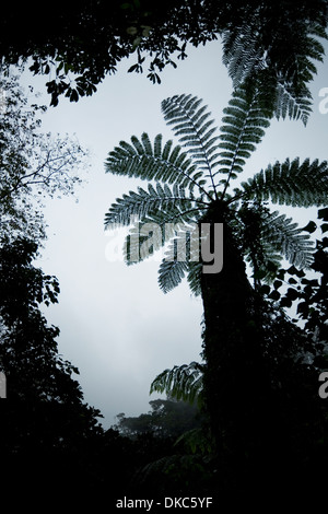 Die Silhouette einer Palm-Baum-Silhouette, umgeben von tropischen Unterholz blickte. Stockfoto