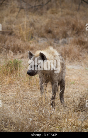 Gefleckte Hyänen (Crocuta Crocuta) im Kruger National Park, Südafrika Stockfoto