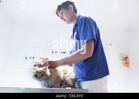 Behandelnden Tierarzt Katze Stockfoto