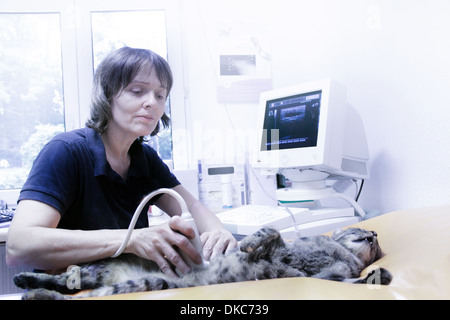 Tierarzt-Behandlung von Hauskatze, Scannen Stockfoto