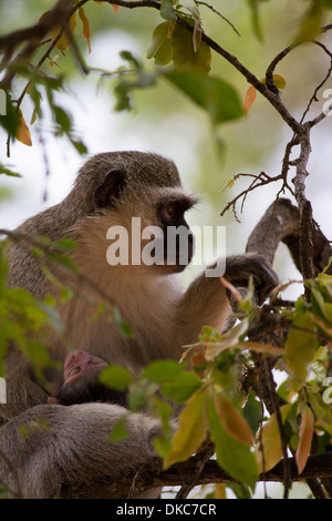 Weibliche Vervet Affen mit ihrem Baby an den Ufern des Sabie Flusses im Kruger National Park, Südafrika Stockfoto