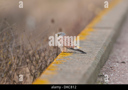 Turmfalken (Falco Tinnunculus). Männlich, hocken am Deich, Reculver, Kent Stockfoto