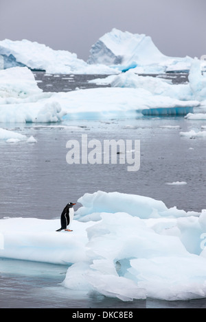 Antarktis, Cuverville Island, Gentoo Penguin (Pygoscelis Papua) stehend auf Eisberg Schnee bedeckten Küste Stockfoto