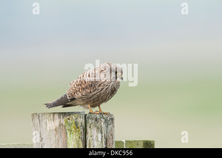 Turmfalken (Falco Tinnunculus). Weibchen Ausschau nach Beute von Post. Stockfoto