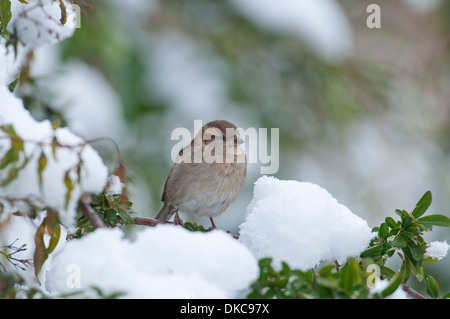 Haussperling (Passer Domesticus). Weibchen thront im Gebüsch nach Schnee. Stockfoto