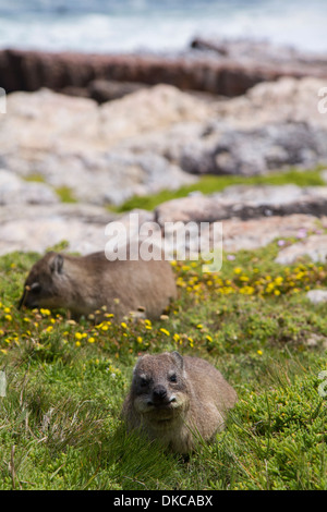 Rock Hyrax (Klippschliefer) in Hermanus, Western Cape, Südafrika Stockfoto