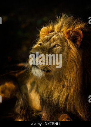 Männlicher Löwe im Zoo von chester Stockfoto