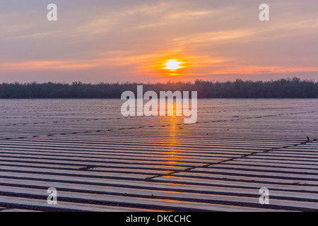 Plastikplanen abdecken groß angelegte Gemüse Ackerland um Unkrautwuchs bei Sonnenuntergang am Highway 145, California hemmen. Stockfoto