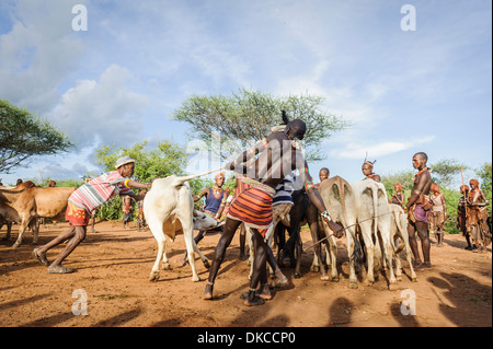 Sammeln die Rinder für ein Stier springen Zeremonie. Ein Rite des Durchganges von jungen Männern. Hamer Stamm, Omo-Tal, Äthiopien Stockfoto