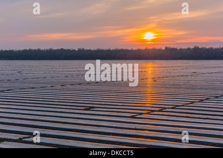 Plastikplanen abdecken groß angelegte Gemüse Ackerland um Unkrautwuchs bei Sonnenuntergang am Highway 145, California hemmen. Stockfoto