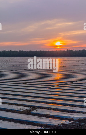 Plastikplanen abdecken groß angelegte Gemüse Ackerland um Unkrautwuchs bei Sonnenuntergang am Highway 145, California hemmen. Stockfoto