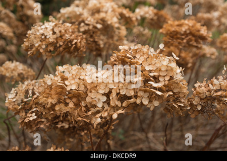 Masse des toten japanischen Hortensie Pflanzen machen eine natürliche getrocknete Blumen-Arrangement im Herbst Herbst orange Blüten-Köpfe Stockfoto