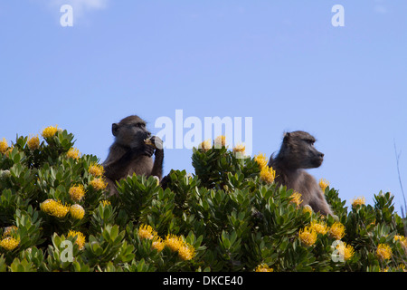Chacma Paviane (Papio Ursinus) in das Kap der guten Hoffnung, Tafelberg Nationalpark, Kapstadt Stockfoto