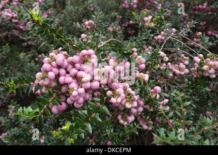 Callunen Mucronata mit blass rosa Winter Beeren im Winter herbstlichen Nebel Tau beschichtet Stockfoto